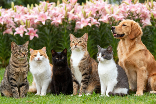 �1761541 �������(a): ����������:2560x1707